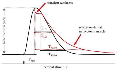 Paxilline Prevents the Onset of Myotonic Stiffness in Pharmacologically Induced Myotonia: A Preclinical Investigation